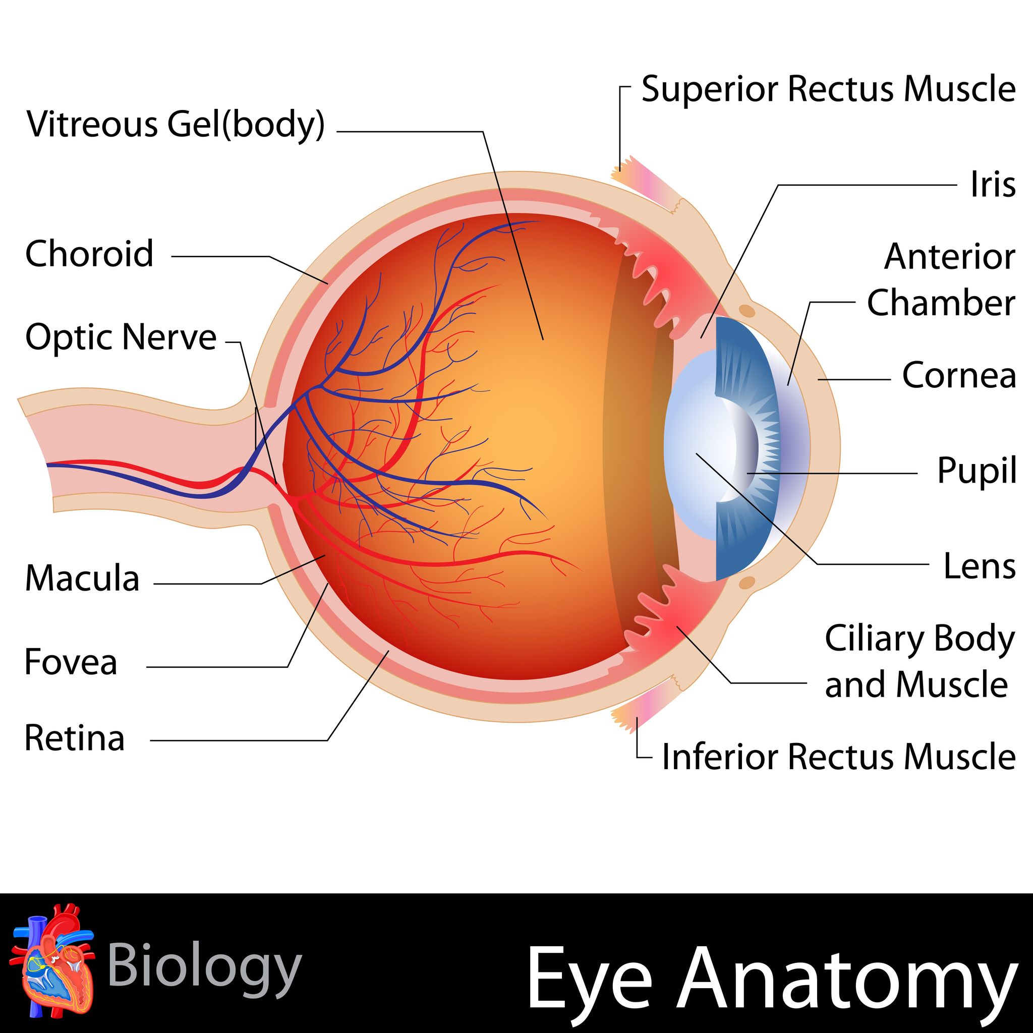 eye anatomy with bold black labels